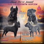 Psí inzerce, inzerce psů - Italský corso pes - Štěňátka Cane Corso s PP