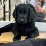 Psí inzerce, inzerce psů - Flat Coated Retriever - Flat coated retriever,štěňata s PP- volná fena