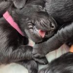 Psí inzerce, inzerce psů - Flat Coated Retriever - Flat coated retriever - štěňata s PP