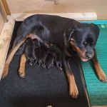 Psí inzerce, inzerce psů - Rotvajler / Rottweiler - Rotvajler štěňata 