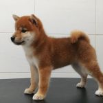 Psí inzerce, inzerce psů - Shiba - Prodám mini štěňata shiba inu