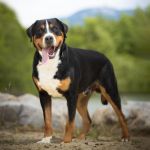 Psí inzerce, inzerce psů - Velký švajčiarsky salašnícky pes