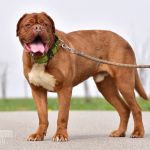 Psí inzerce, inzerce psů - Darujeme psa bordeauxské dogy