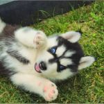 Psí inzerce, inzerce psů - Sibiřský husky - Sibiřský husky