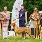 Psí inzerce, inzerce psů - Rhodéský ridgeback - ChS Morana zadá štěňata RR s PP