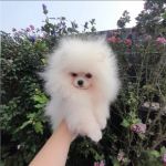 Psí inzerce, inzerce psů - Pomeranian