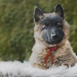 Psí inzerce, inzerce psů - Belgický ovčák - Tervueren - Belgický ovčák Tervueren - štěňátka s PP