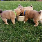 Psí inzerce, inzerce psů - Shiba - Prodám štěňata Shiba inu