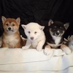 Psí inzerce, inzerce psů - Shiba - Štěňátka Shiba inu