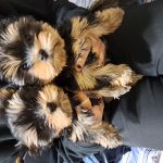 Psí inzerce, inzerce psů - Štěňátka yorkshirského teriéra