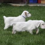 Psí inzerce, inzerce psů - Anglický setr - ANGLICKÝ SETR štěňata s průkazem původu