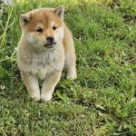 Psí inzerce, inzerce psů - Shiba - Shiba Inu