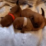 Psí inzerce, inzerce psů - Norfolk Terrier