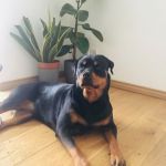 Psí inzerce, inzerce psů - Rotvajler / Rottweiler - Prodám krásné štěně rotvajlera