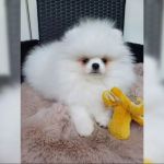 Psí inzerce, inzerce psů - Německý špic trpasličí - Prodám Pomeraniana