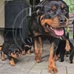 Psí inzerce, inzerce psů - Rotvajler / Rottweiler - Štěňátka rotvajlera s PP