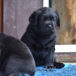 Psí inzerce, inzerce psů - Labradorský retriever