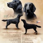 Psí inzerce, inzerce psů - Flat coated retriever - štěňata s PP