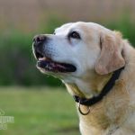 Psí inzerce, inzerce psů - Labradorský retrívr - Darujeme opuštěného labradora