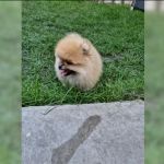 Psí inzerce, inzerce psů - Německý špic trpasličí - Pomeranian štěně