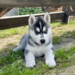 Psí inzerce, inzerce psů - Štěňátka černobílý sibiřský husky