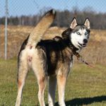 Psí inzerce, inzerce psů - Sibiřský husky - Darujema odebranou fenu sibiřské husky