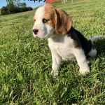 Psí inzerce, inzerce psů - Bígl - Štěňátka Bígl (též beagle) s PP