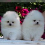 Psí inzerce, inzerce psů - Německý špic trpasličí - Německý špic trpasličí (Pomeranian) štěňátka