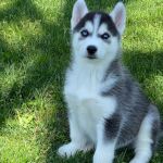 Psí inzerce, inzerce psů - Sibiřský husky - Sibiřský husky pejsek
