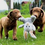 Psí inzerce, inzerce psů - Hnědý retriever(jako hnědý labrador-chesapeake)sPP