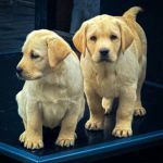 Psí inzerce, inzerce psů - Labradorský retrívr - Labrador s PP