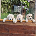 Psí inzerce, inzerce psů - Labradorský retrívr - Labradorský retriever - štěňátka s PP