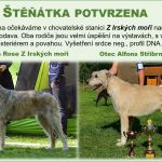 Psí inzerce, inzerce psů - Irský vlkodav - Irský vlkodav štěňata 