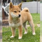 Psí inzerce, inzerce psů - Shiba - Prodám shiba inu s PP