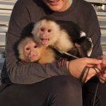 Psí inzerce, inzerce psů - Americký stafordširský terier - k dispozici kapucínská opice