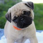Psí inzerce, inzerce psů - Mops - štěňata mopse