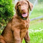 Psí inzerce, inzerce psů - Chesapeake Bay Retrívr - Hnědý retriever(jako hnědý labrador-chesapeake)sPP