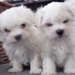 Psí inzerce, inzerce psů - Maltézáček, Maltézský psík - Tři maltská štěňata k prodeji