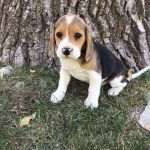Psí inzerce, inzerce psů - Bígl - pejsek beagle