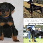 Psí inzerce, inzerce psů - Beauceron - Beauceron - francouzský ovčák