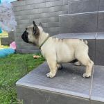 Psí inzerce, inzerce psů - Francouzský buldoček - Francouzský buldoček