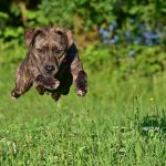 Psí inzerce, inzerce psů - Americký stafordširský terier - Darujeme odebranou fenu křížence AST