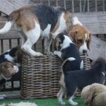 Psí inzerce, inzerce psů - Bígl, Beagle