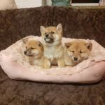 Psí inzerce, inzerce psů - Shiba - Štěňátka Shiba inu