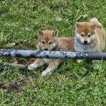 Psí inzerce, inzerce psů - Shiba - Shiba Inu
