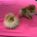 Psí inzerce, inzerce psů - Štěňátka Pomeraniana s PP