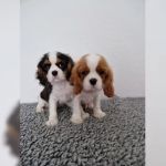Psí inzerce, inzerce psů - Kavalír King Charles španěl - Štěňátka Kavalír King Charles španěl s PP