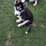 Psí inzerce, inzerce psů - Sibiřský husky - Sibiřský husky/sibiřský hasky