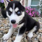 Psí inzerce, inzerce psů - Sibiřský husky - Sibiřský husky štěňátka