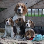 Psí inzerce, inzerce psů - Bígl - Bígl, Beagle